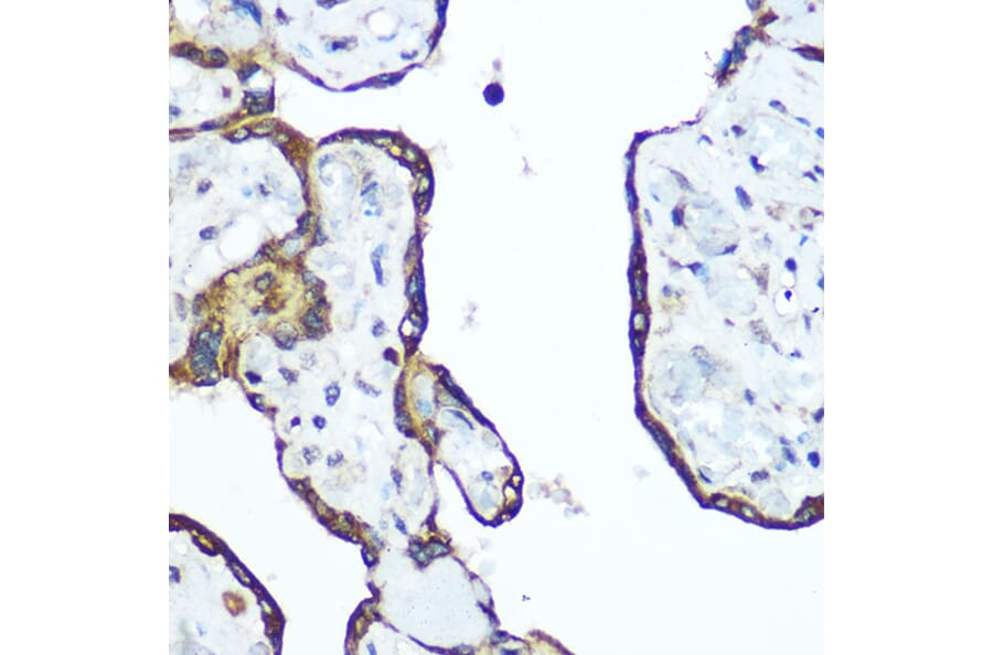 Immunohistochemistry - Anti-RhoA Antibody (A91750) - Antibodies.com