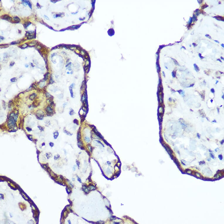 Immunohistochemistry - Anti-RhoA Antibody (A91750) - Antibodies.com