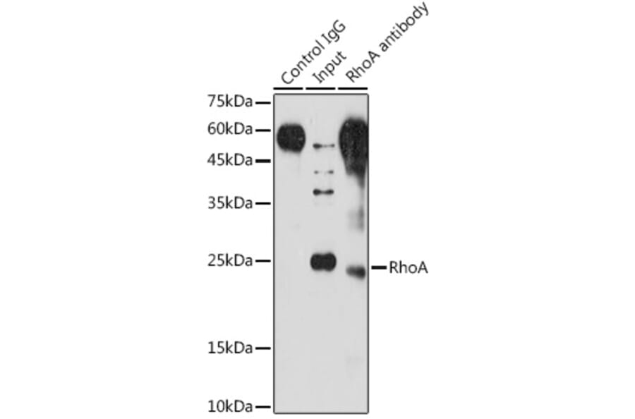 Western Blot - Anti-RhoA Antibody (A91750) - Antibodies.com