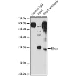 Western Blot - Anti-RhoA Antibody (A91750) - Antibodies.com