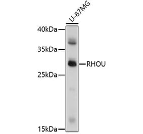 Western Blot - Anti-RHOU Antibody (A91751) - Antibodies.com