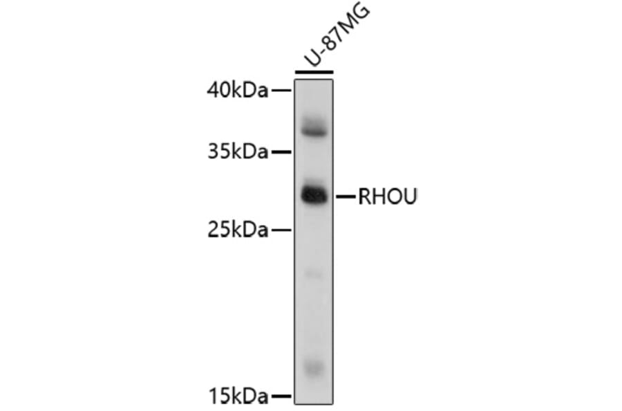 Western Blot - Anti-RHOU Antibody (A91751) - Antibodies.com