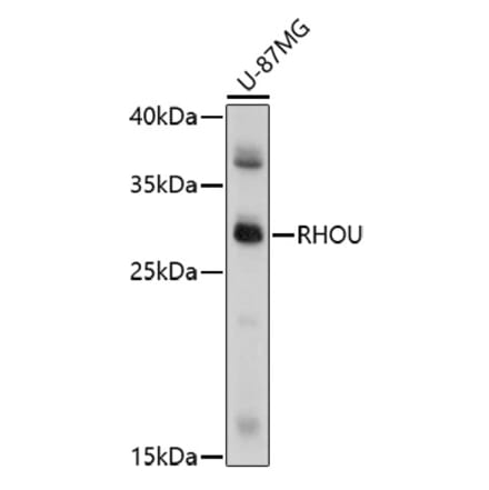 Western Blot - Anti-RHOU Antibody (A91751) - Antibodies.com
