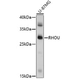 Western Blot - Anti-RHOU Antibody (A91751) - Antibodies.com