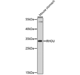 Western Blot - Anti-RHOU Antibody (A91752) - Antibodies.com