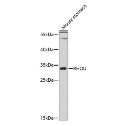 Western Blot - Anti-RHOU Antibody (A91752) - Antibodies.com