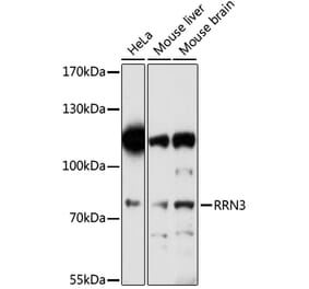 Western Blot - Anti-RRN3 Antibody (A91754) - Antibodies.com