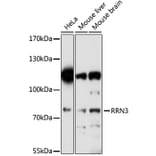 Western Blot - Anti-RRN3 Antibody (A91754) - Antibodies.com
