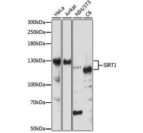 Western Blot - Anti-SIRT1 Antibody (A91756) - Antibodies.com