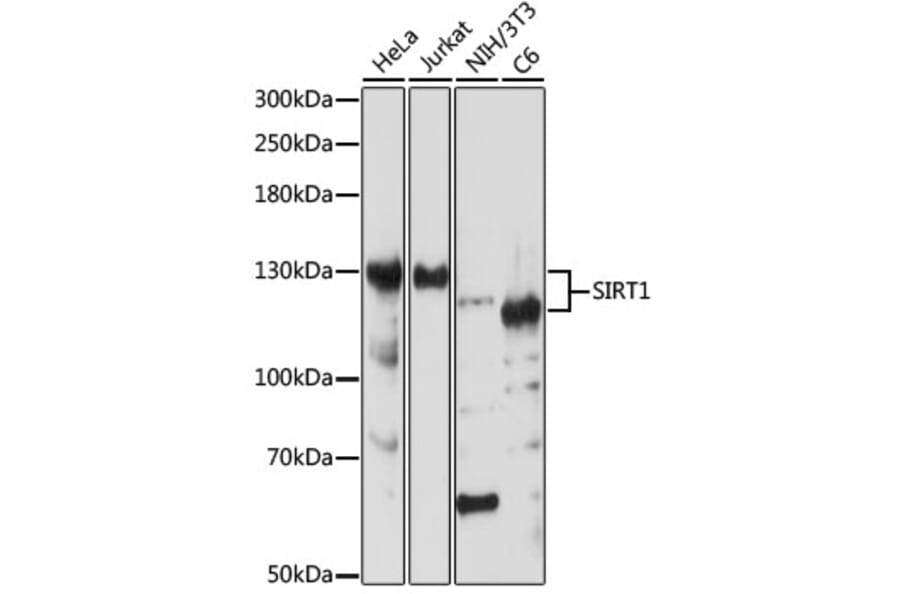 Western Blot - Anti-SIRT1 Antibody (A91756) - Antibodies.com