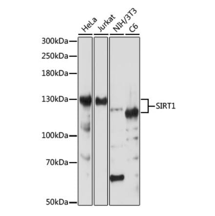 Western Blot - Anti-SIRT1 Antibody (A91756) - Antibodies.com