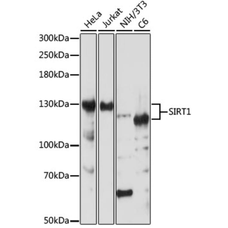 Western Blot - Anti-SIRT1 Antibody (A91756) - Antibodies.com
