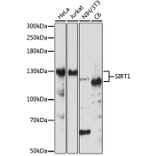 Western Blot - Anti-SIRT1 Antibody (A91756) - Antibodies.com