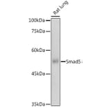 Western Blot - Anti-SMAD5 Antibody (A91760) - Antibodies.com