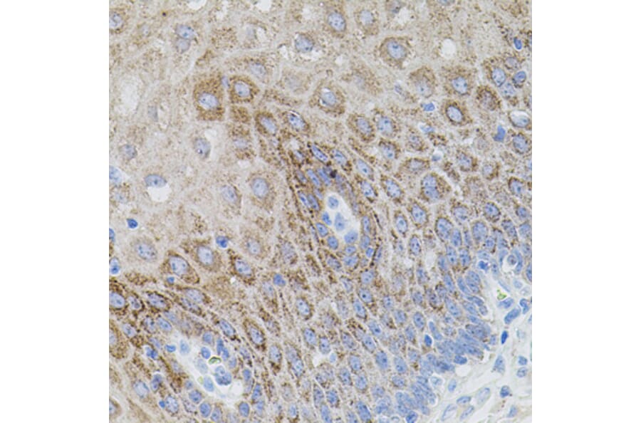 Immunohistochemistry - Anti-SMAD5 Antibody (A91760) - Antibodies.com
