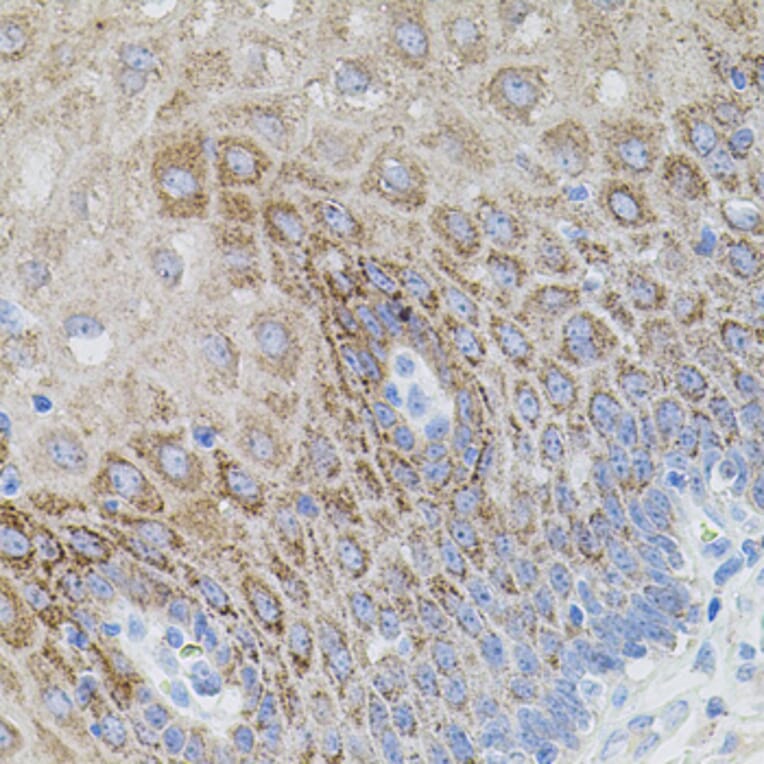 Immunohistochemistry - Anti-SMAD5 Antibody (A91760) - Antibodies.com