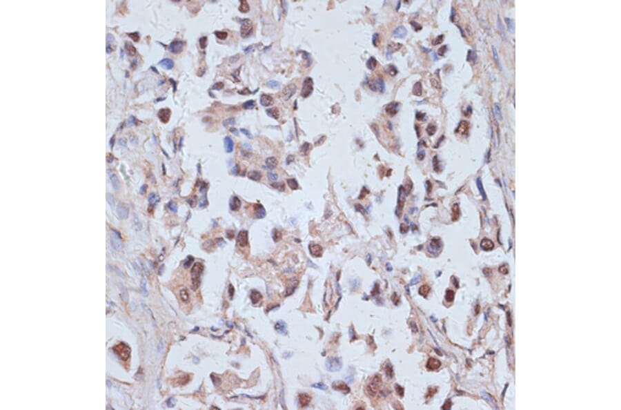 Immunohistochemistry - Anti-TAX1BP1 Antibody (A91761) - Antibodies.com