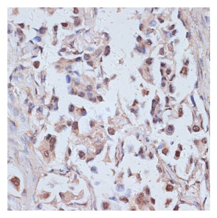 Immunohistochemistry - Anti-TAX1BP1 Antibody (A91761) - Antibodies.com