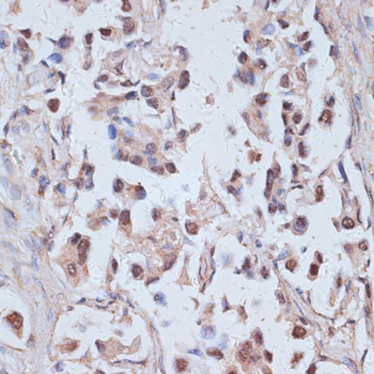 Immunohistochemistry - Anti-TAX1BP1 Antibody (A91761) - Antibodies.com