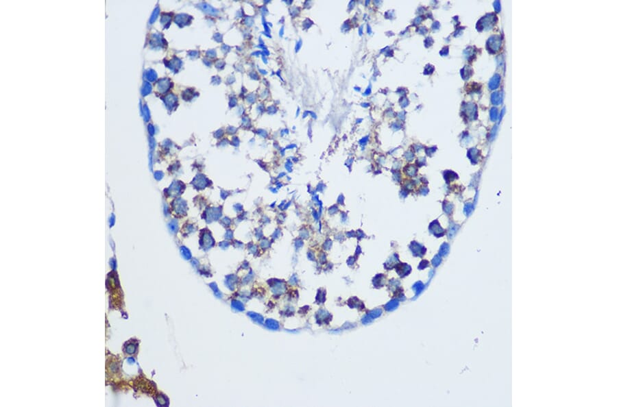 Immunohistochemistry - Anti-TGN46 Antibody (A91762) - Antibodies.com