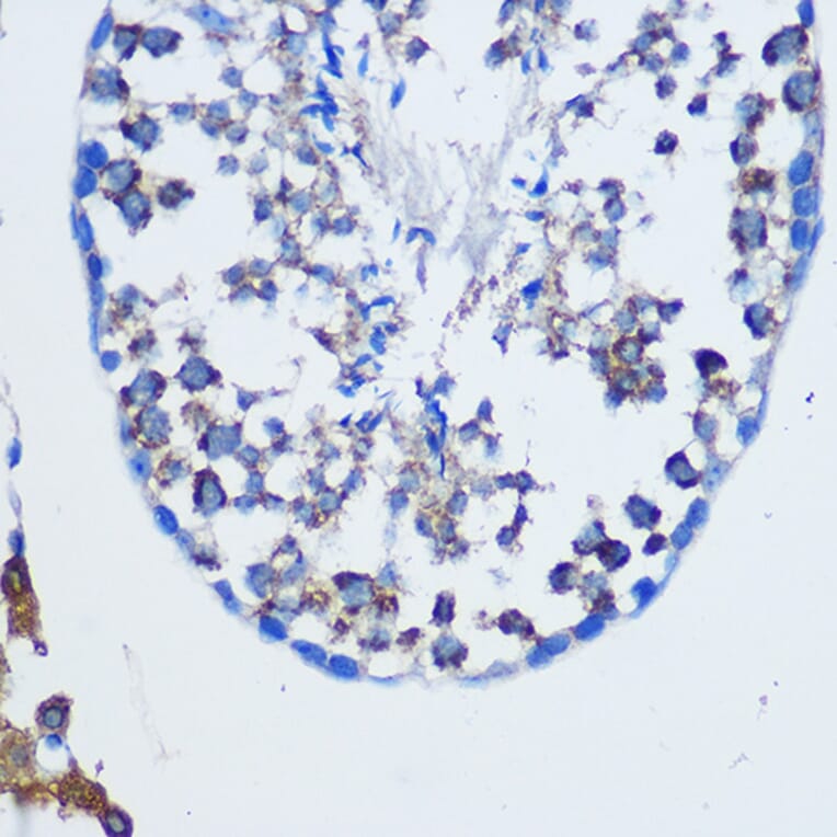 Immunohistochemistry - Anti-TGN46 Antibody (A91762) - Antibodies.com