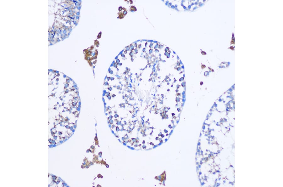 Immunohistochemistry - Anti-TGN46 Antibody (A91762) - Antibodies.com