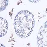 Immunohistochemistry - Anti-TGN46 Antibody (A91762) - Antibodies.com