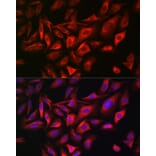 Immunofluorescence - Anti-TGN46 Antibody (A91762) - Antibodies.com