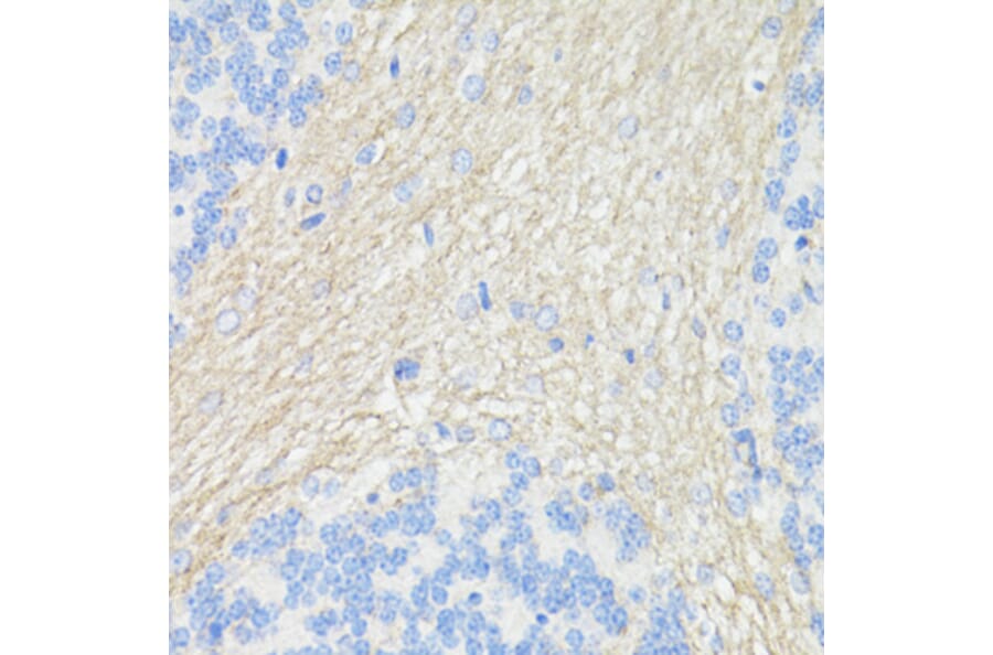 Immunohistochemistry - Anti-CD90/Thy1 Antibody (A91764) - Antibodies.com