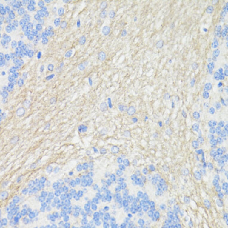 Immunohistochemistry - Anti-CD90/Thy1 Antibody (A91764) - Antibodies.com