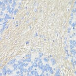 Immunohistochemistry - Anti-CD90/Thy1 Antibody (A91764) - Antibodies.com