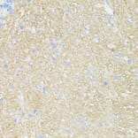 Immunohistochemistry - Anti-CD90/Thy1 Antibody (A91764) - Antibodies.com