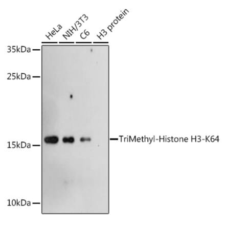 Western Blot - Anti-Histone H3 (tri methyl Lys64) Antibody (A91767) - Antibodies.com