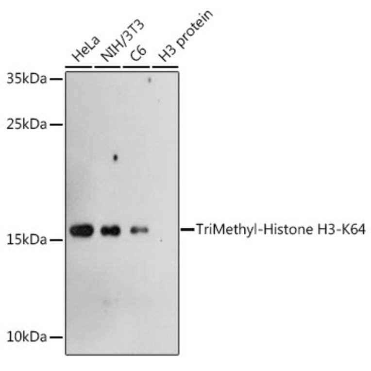 Western Blot - Anti-Histone H3 (tri methyl Lys64) Antibody (A91767) - Antibodies.com