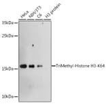 Western Blot - Anti-Histone H3 (tri methyl Lys64) Antibody (A91767) - Antibodies.com