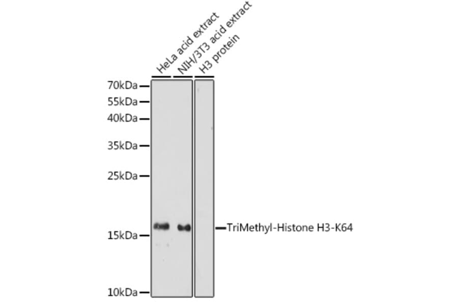 Western Blot - Anti-Histone H3 (tri methyl Lys64) Antibody (A91767) - Antibodies.com