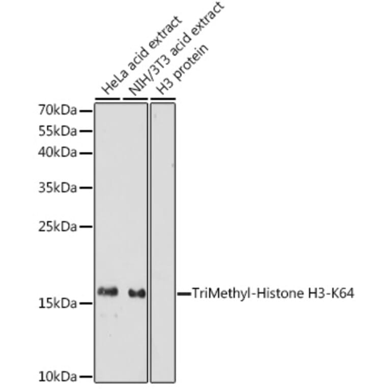 Western Blot - Anti-Histone H3 (tri methyl Lys64) Antibody (A91767) - Antibodies.com