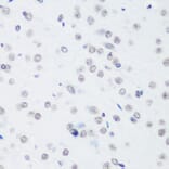 Immunohistochemistry - Anti-Histone H3 (tri methyl Lys64) Antibody (A91767) - Antibodies.com