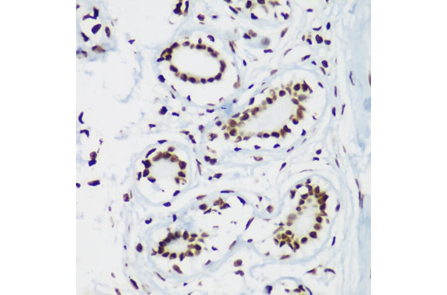 Immunohistochemistry - Anti-Histone H3 (tri methyl Lys64) Antibody (A91767) - Antibodies.com
