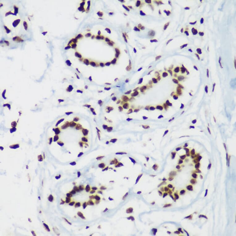 Immunohistochemistry - Anti-Histone H3 (tri methyl Lys64) Antibody (A91767) - Antibodies.com