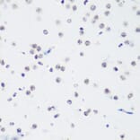 Immunohistochemistry - Anti-Histone H3 (tri methyl Lys64) Antibody (A91767) - Antibodies.com