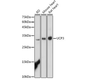 Western Blot - Anti-UCP3 Antibody (A91768) - Antibodies.com