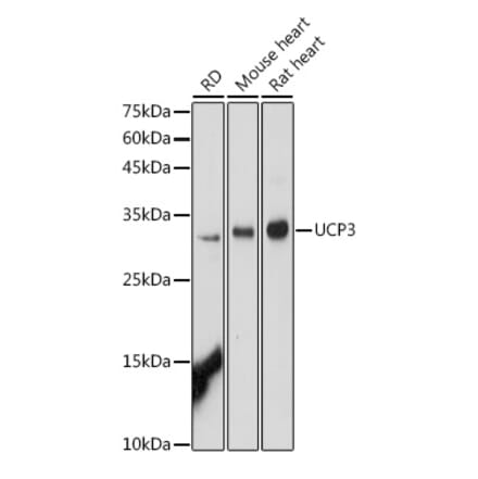 Western Blot - Anti-UCP3 Antibody (A91768) - Antibodies.com
