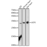 Western Blot - Anti-UCP3 Antibody (A91768) - Antibodies.com