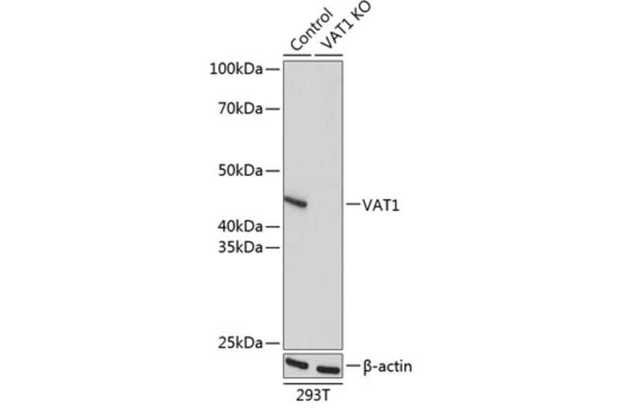 Western Blot - Anti-VAT1 Antibody (A91769) - Antibodies.com