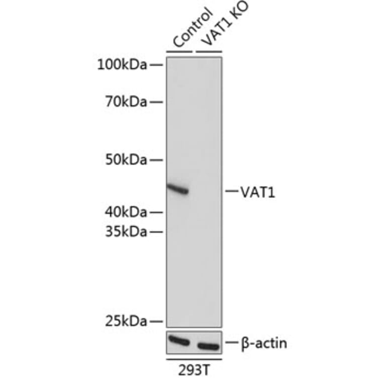 Western Blot - Anti-VAT1 Antibody (A91769) - Antibodies.com