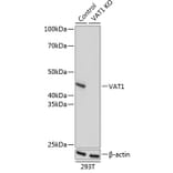 Western Blot - Anti-VAT1 Antibody (A91769) - Antibodies.com