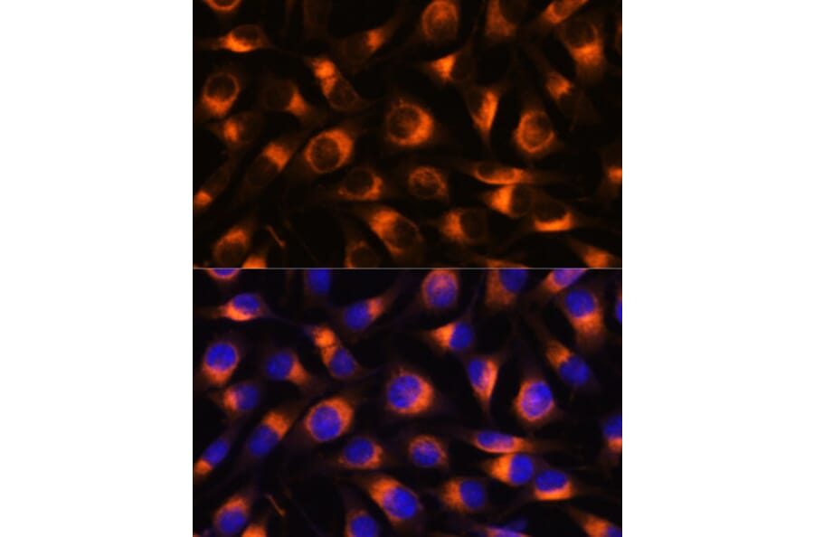 Immunofluorescence - Anti-VAT1 Antibody (A91769) - Antibodies.com