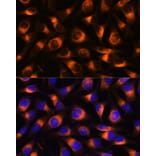 Immunofluorescence - Anti-VAT1 Antibody (A91769) - Antibodies.com