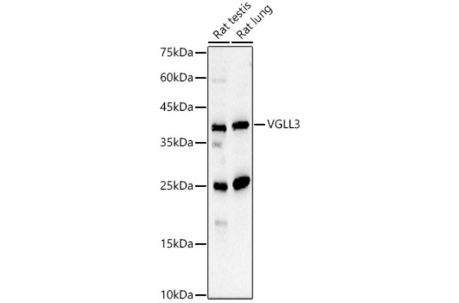 Western Blot - Anti-VGLL3 Antibody (A91770) - Antibodies.com